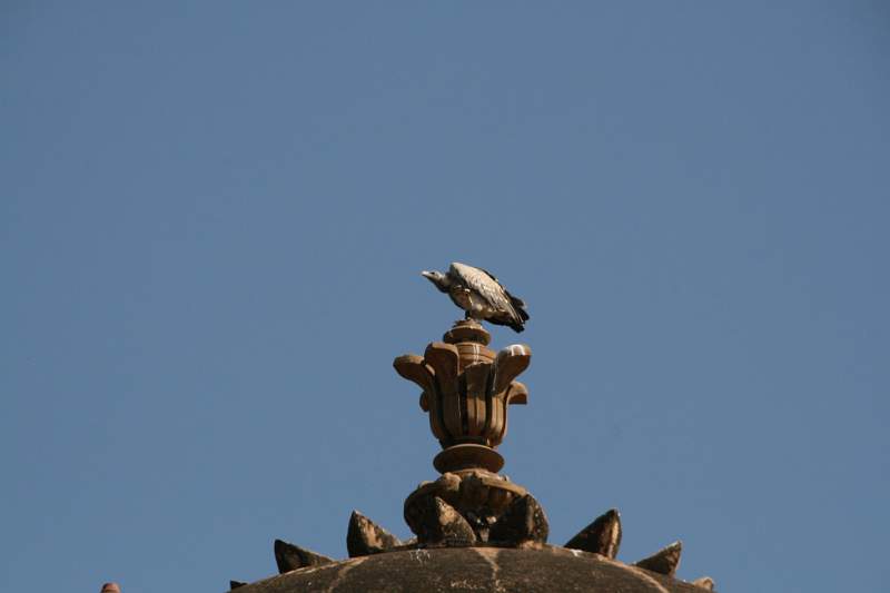 India & Nepal 2011 - 1008
